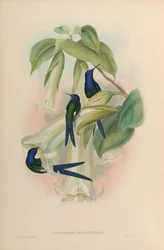 Eupetomena hirundinacea = Eupetomena macroura macroura